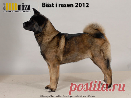 AMERICAN AKITA Domare: REKIRANTA PAULA, FINLAND  C.I.B FI UCH SE UCH KITSUNE SLEEPING BEAUTY Ägare: MAARIT HAAVISTO, KIIKALA, FINLAND Uppfödare: CHAPMAN MR D & MRS S, ENGLAND