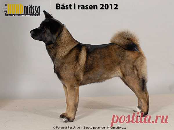 AMERICAN AKITA Domare: REKIRANTA PAULA, FINLAND  C.I.B FI UCH SE UCH KITSUNE SLEEPING BEAUTY Ägare: MAARIT HAAVISTO, KIIKALA, FINLAND Uppfödare: CHAPMAN MR D & MRS S, ENGLAND