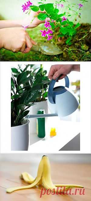 Пять натуральных удобрений для домашних цветов!.
