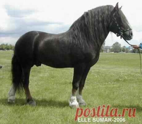 Тяжеловозы - самые большие и сильные лошади