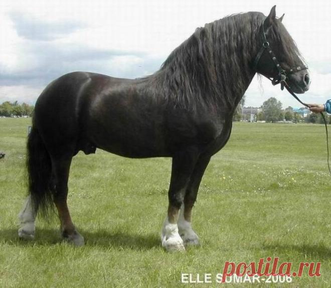 Тяжеловозы - самые большие и сильные лошади