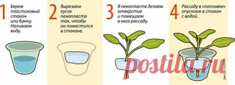 О формировании кустов смородины и крыжовника - 6 соток