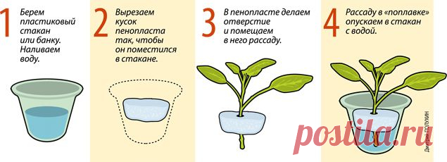 О формировании кустов смородины и крыжовника - 6 соток