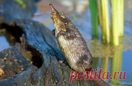 Выхухоль: описание, фото и факты о животном - Моя Планета