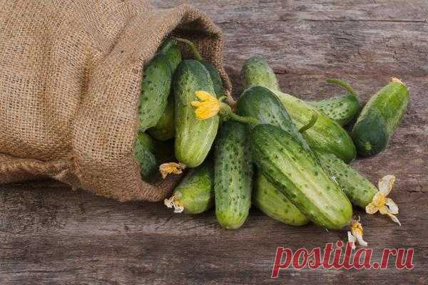 15 лучших сортов огурцов для средней полосы