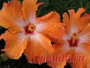Flower Power by michael on Indulgy.com