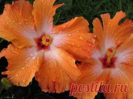 Flower Power by michael on Indulgy.com