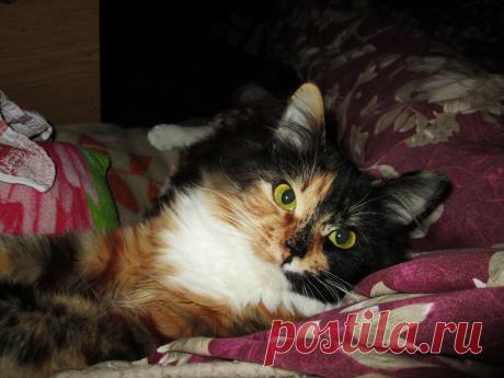 Так сладко спится , зачем разбудили?