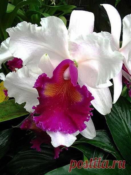 Orchid Cattleya