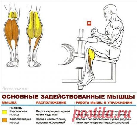 Мышцы голени: анатомия и прокачка! / Абсолютное здоровье