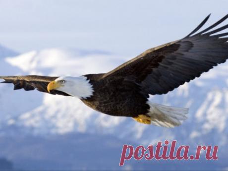 2019 год по славянскому календарю — год Парящего Орла Древние славяне верили в то, что каждому году покровительствует определенное животное-талисман. 2019 год, согласно славянскому календарю, является годом Парящего Орла.