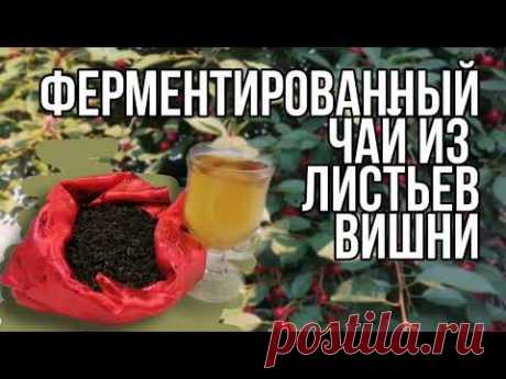 Ферментированный чай из листьев вишни. Вишневый чай делаем сами.