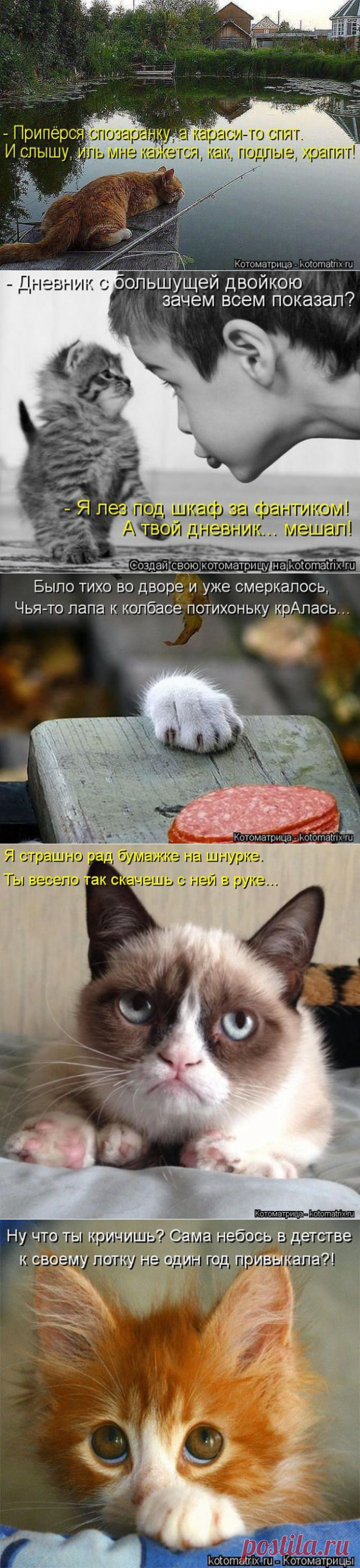 Лучшие котоматрицы недели | ТурПрикол