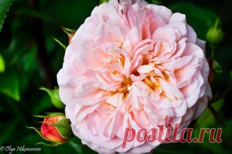 Подкармливаем розы правильно! - Дневники дачников