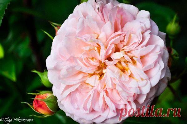 Подкармливаем розы правильно! - Дневники дачников