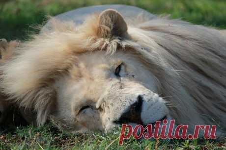 Белый лев – легенда африканских племен