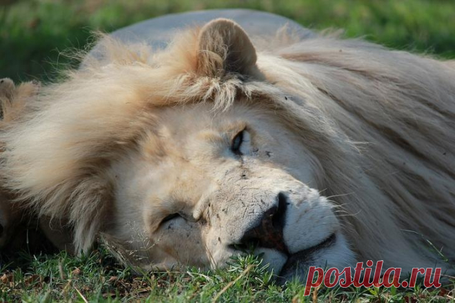 Белый лев – легенда африканских племен