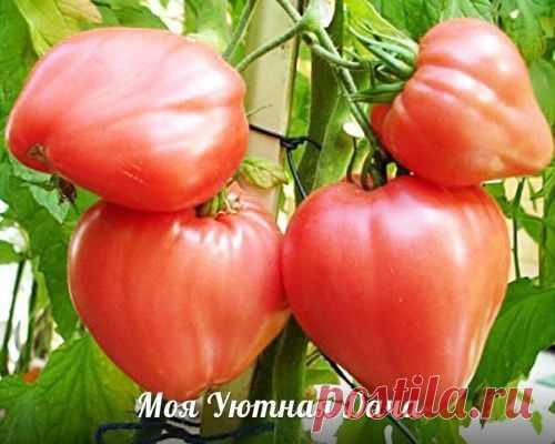 КАК ВЫРАСТИТЬ "БЫЧЬЕ СЕРДЦЕ