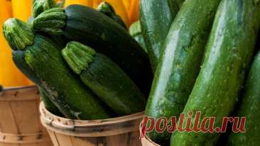 Вкусная запеканка из кабачков. Попробуйте приготовить, и она – вам точно понравятся, получается как у бабушки | Идеальный огород | Дзен