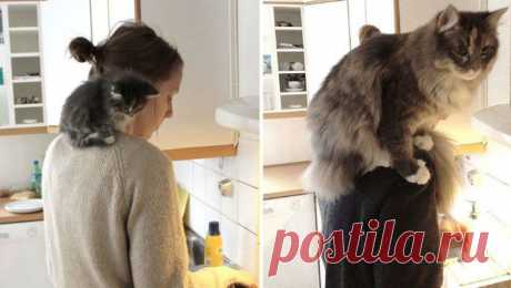 14 котят, которые так быстро выросли