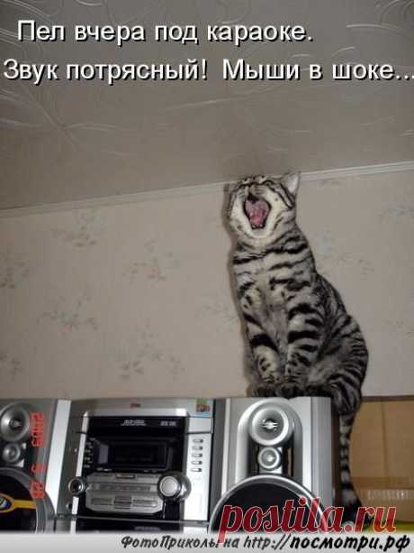 - Коты и кошки ツ