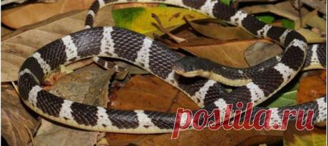 В Юго-Восточной Азии нашли новый, смертельно опасный вид крайтов. Открытию предшествовали необычные симптомы после укуса, полученного от одной из таких змей.