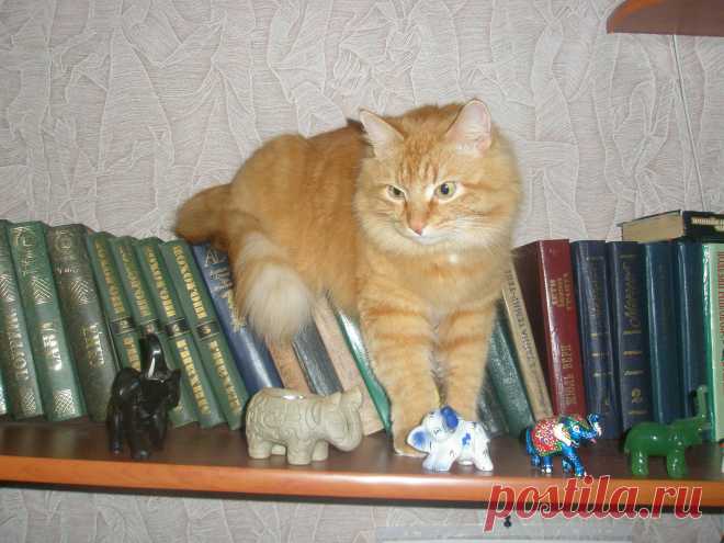 Тиша