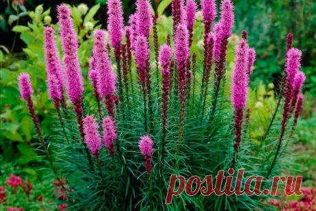 Лиатрис (60 фото) - виды, посадка и уход в открытом грунте