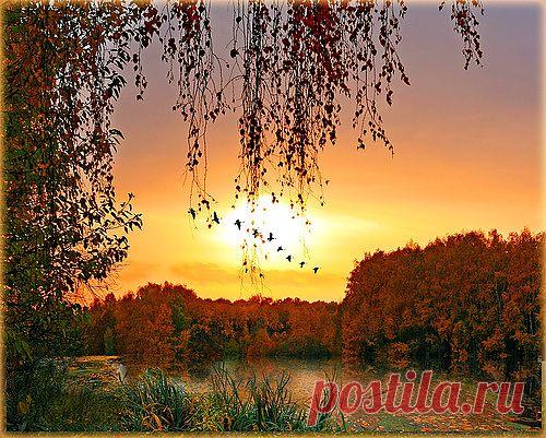 jozi717 — «птички перелётные» на Яндекс.Фотках