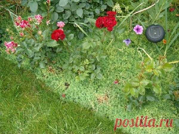 Низкорослые многолетние цветы, устойчивые к вытаптыванию