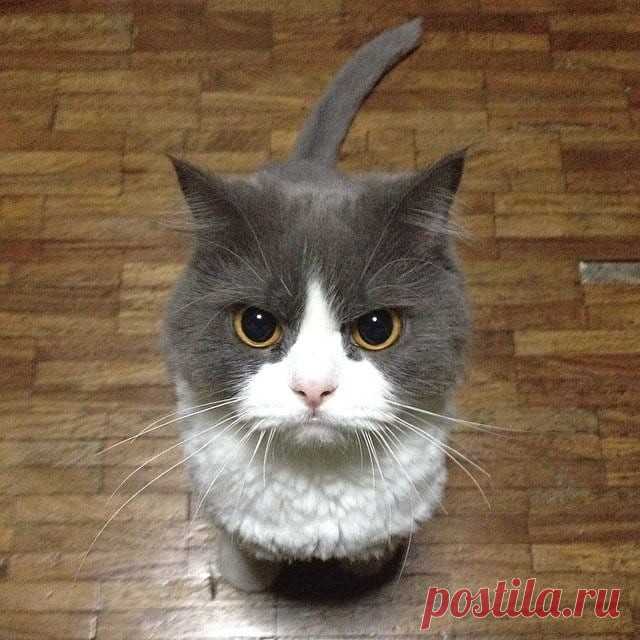Кошки - хозяева в доме!