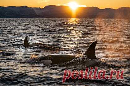 Киты-убийцы за день выгрызли печень у 17 акул-динозавров. Пара косаток у побережья ЮАР за день убила 17 шестижаберных акул и выгрызла им печень. Перед этим они истребили почти всех больших белых акул и выгнали их с мест обитания. После этого киты-убийцы переключились на шестижаберных хищниц, также известных как акулы-динозавры. Биологи нашли их туши со вспоротыми животами.