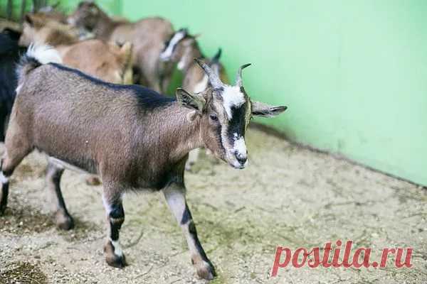 страницы которые создавались константина валерьевича сосницкого краснодар: 10 тыс изображений найдено в Яндекс.Картинках