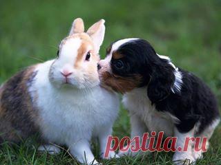 Вот такая дружба...