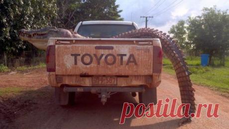 Австралия – родина таких «фантастичеких тварей», что даже глядя на фото, становится страшно. Гигантские пауки, буйволы-убийцы, змеи, которые едят крокодилов (!) и прочие ужасы континента