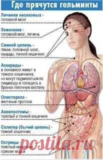 ГЕЛЬМИНТЫ