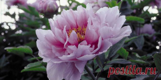 Как туалетная бумага поможет при посадке растений