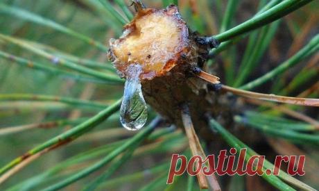 10 фактов, знание которых однажды может спасти вам жизнь | Журнал "MY HOME LIFE" Благодаря своим антибактериальным свойствам, простой уксус может уничтожить многие опасные для человека бактерии, в том числе Clostridium botulinum, провоцирующий паралич, Mycobacterium, вызывающий туберкулез, листерий (листериоз), сальмонеллы (тиф), стафилококк (пищевое отравление) и некоторые разновидности кишечной палочки...