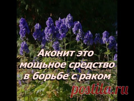 Аконит в народной медицине использует для лечения доброкачественных опухолей, астмы, туберкулеза,саркомы, меланомы и рака,заболеваний сосудов головного мозга...