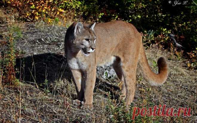 mountain lion 2 by Yair-Leibovich on DeviantArt