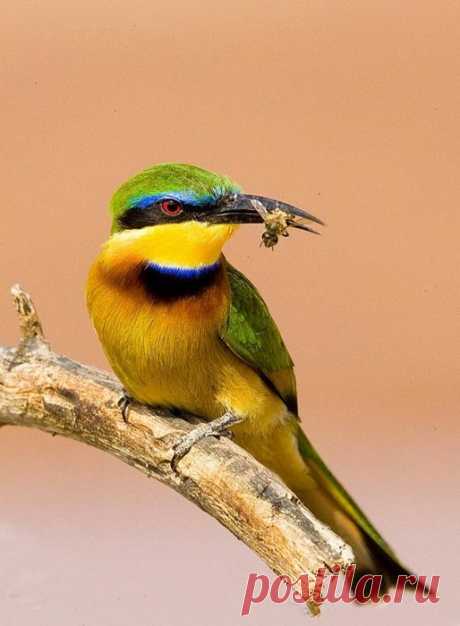 Потрясающие фотографии редких птиц! »