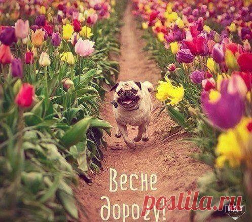 Весне дорогу!