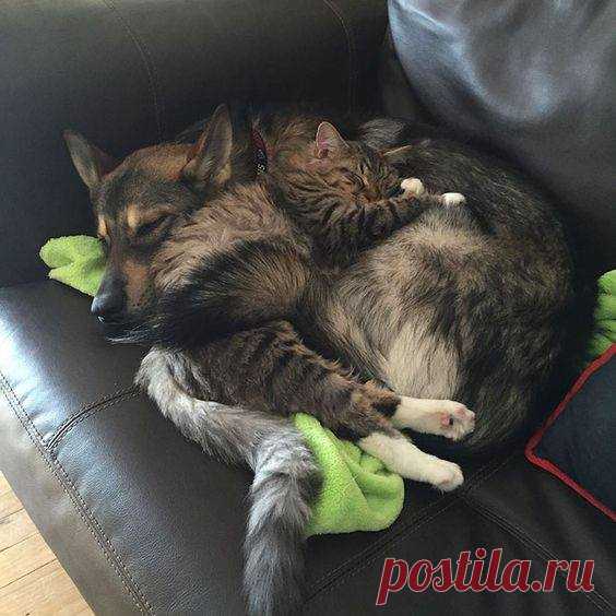 Кошка, кот, кошарики и их друзья