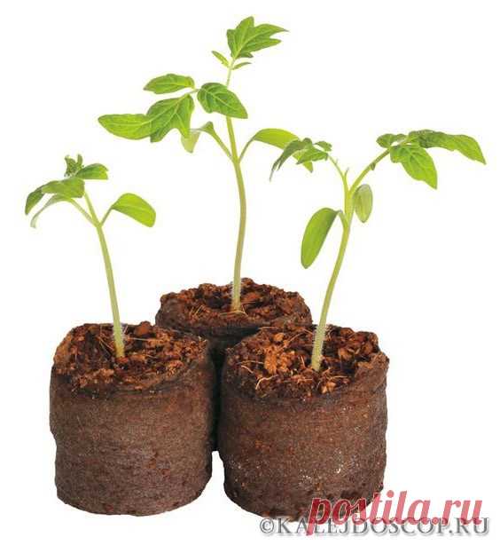 Нетрадиционные способы выращивания рассады | Калейдоскоп