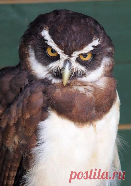 Найдено на сайте flickr.com.