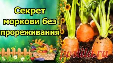 БЫСТРЫЕ, ДРУЖНЫЕ ВСХОДЫ МОРКОВИ БЕЗ ПРОРЕЖИВАНИЯ!