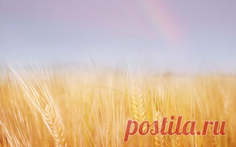 Колосья, поле, пшеница, золотая, небо, радуга обои, фото, картинки