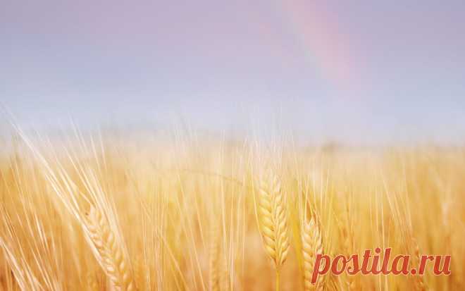 Колосья, поле, пшеница, золотая, небо, радуга обои, фото, картинки