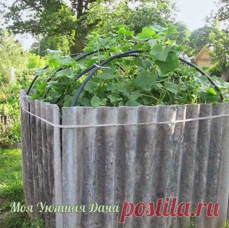 Секретное оружие садовода-огородника
