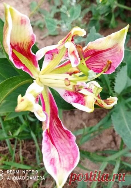 Лилия Пэррот Пинк Кариба (Lilium Parrot Pink Cariba) 💮 Первое цветение 💓 📸 Татьяна Булкина 👁